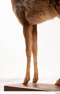 Deer doe leg 0040.jpg